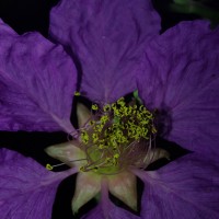 Lagerstroemia speciosa (L.) Pers.